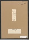 Diatomeae indet. Zeichnungen Sammlung Grunow Nr. 4565 (NHMW-BOT-W0372524)